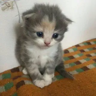 ☺️ ลูกแมว, แมว, น่ารัก, สัตว์, สัตว์เลี้ยง, แมว telegram sticker