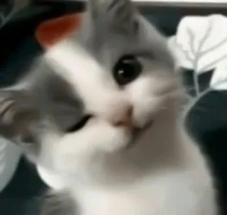 😼 кошка, животное, котёнок, милый, питомец, домашнее животное whatsapp sticker