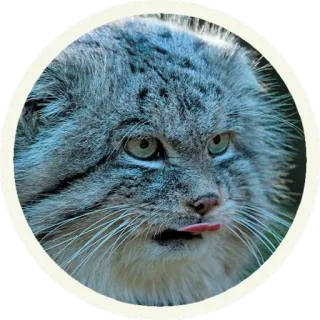 😛 кот, животное, милый, смешной, язык, млекопитающее, кошачий, наклейка telegram sticker