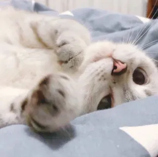🥺 gato, animal, animal de estimação, fofo, felino, gatinho telegram sticker