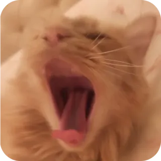 🤲 gatto, sbadigliare, animale, animale domestico, mammifero, gatto arancione telegram sticker
