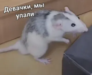 🗿 Девочки, мы упали rata, animal, mascota, roedor whatsapp sticker