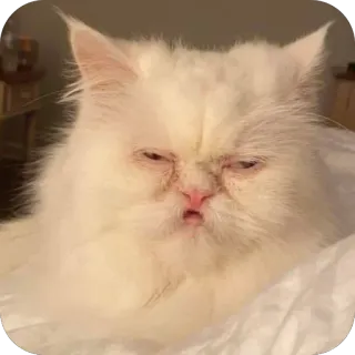 🫥 kot, kot perski, biały kot, zwierzę, zwierzak, zwierzę domowe telegram sticker