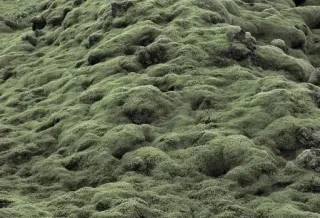 ☁️ moss, nature, green, flora, plant, texture telegram sticker