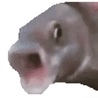 😳 pesce, animale, meme, divertente, acquatico, internet, battuta telegram sticker