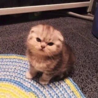 🪐 cat, kitten, cute, animal, pet, domestic animal telegram sticker