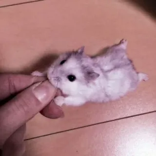🤏 hamster, animal, pet, cute, rodent, small telegram sticker