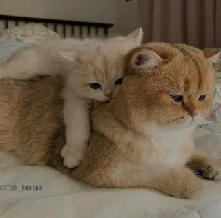 🤔 Katze, Kätzchen, süß, Tiere, Haustier, Familie telegram sticker