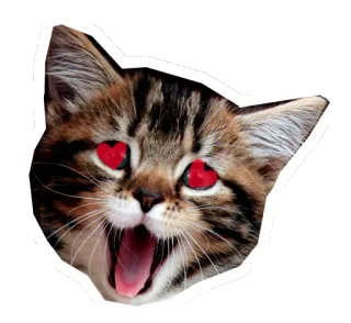 😍 แมว, ลูกแมว, สัตว์, ตาเป็นรูปหัวใจ, น่ารัก, สติกเกอร์ telegram sticker