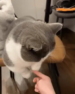 🙄 кошка, домашнее животное, животное, палец, домашнее животное, серый и белый whatsapp sticker