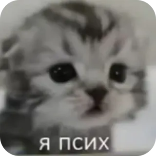 👍 Я ПСИХ whatsapp sticker