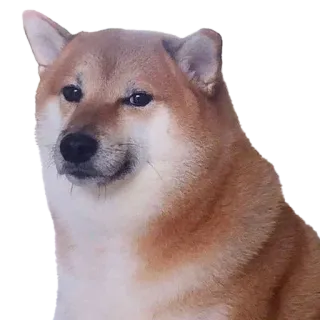 🙂 doge doge, shiba inu, meme, dog, animal, pet telegram sticker