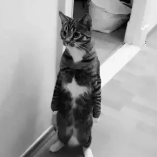 😐 cat, standing, animal, pet, domestic, feline telegram sticker