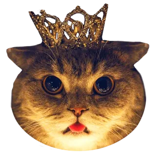 👑 cat, kitten, crown, cute, animal, pet, royalty telegram sticker