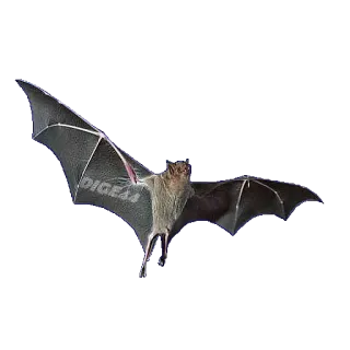 🦇 DIG44 bat, animal, flying mammal, wildlife telegram sticker