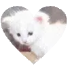 cursed kittens @satori_666 telegram emojis 😍