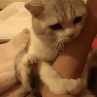 😊 gato, fofo, animal de estimação, animal, doméstico, felino whatsapp sticker