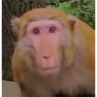 😐 aap, dier, zoogdier, primaat, wildlife, dierentuin, grappig whatsapp sticker