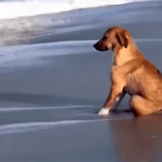 🥺 perro, playa, océano, agua, animal, mascota whatsapp sticker