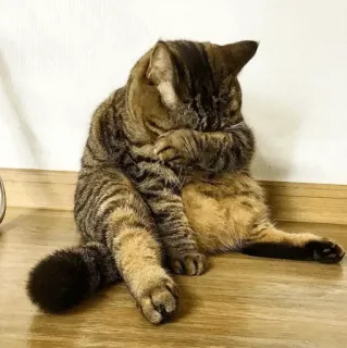 😢 Katze, Tier, Haustier, sitzend, Hauskatze, Katzenartig, braun getigert telegram sticker