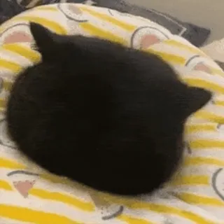 🌚 猫, 黒猫, 動物, ペット, 睡眠, ネコ科 whatsapp sticker