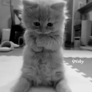 🕸 ipishy 小猫, 可爱, 猫, 动物, 宠物 telegram sticker