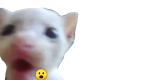 😮 cat, meme, shocked, funny telegram sticker