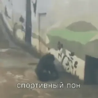 💫 спортивный пон telegram sticker