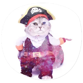 😌 cat, pirate, animal, costume, pet, sticker telegram sticker