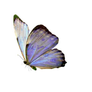 🦋 farfalla, insetto, ali, natura, blu, carino telegram sticker