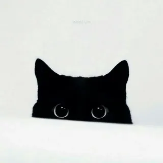 😶 Katze, schwarze Katze, gucken, süß, Tier, Haustier telegram sticker