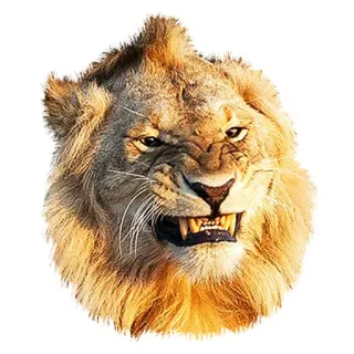 😡 лев, животное, дикая природа, кошачий, портрет telegram sticker