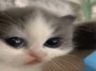 😐 Kätzchen, süß, Tier, Katze, traurig, Haustier whatsapp sticker