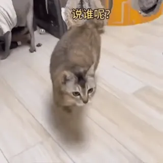 🐾 说谁呢? 猫, 动物, 宠物, 行走, 可爱, 室内 telegram sticker