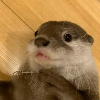 😲 Loutre, Animal, Mammifère, Mignon, Faune telegram sticker