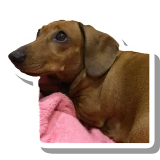😞 dog, pet, animal, dachshund, brown whatsapp sticker