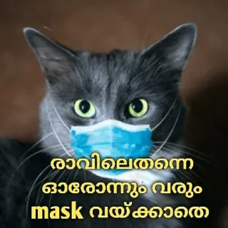 😂 രാവിലെത്തന്നെ ഓരോന്നും വരും mask വയ്ക്കാതെ cat, mask, covid, malayalam, animal, pet telegram sticker