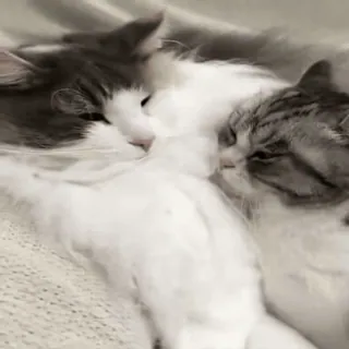 🙈 gatto, gatti, animale domestico, animali domestici, animali, amicizia telegram sticker
