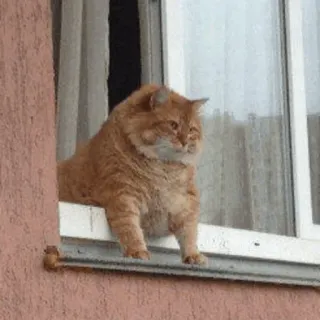 😾 cat, window, animal, pet, orange cat, feline telegram sticker