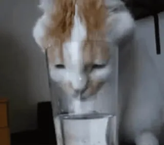 🥛 chat, eau, verre, animal de compagnie, animal, drôle, mignon whatsapp sticker