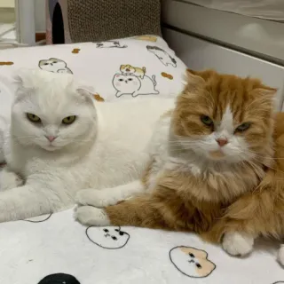 😡 cats, pets, animals, feline, domestic animals telegram sticker
