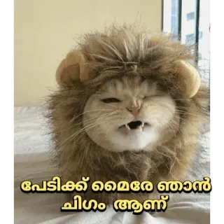 😂 പേടിക്കാമെരെ ഞാൻ ചിങ്ങം ആണ് cat, lion, animal, funny, meme telegram sticker