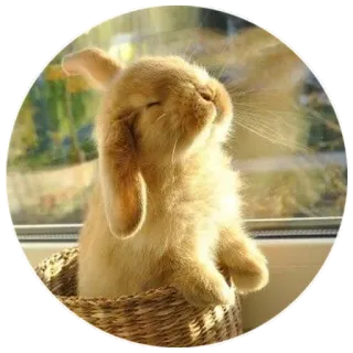 ☺️ bunny, rabbit, cute, animal, pet, basket, sun, window telegram sticker