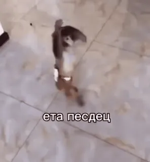 🌟 эта пиздец combat animaux, animaux, conflit, jurons russe, explicite whatsapp sticker