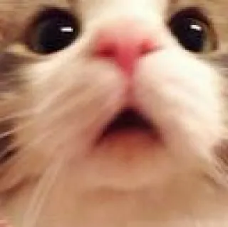 😲 chat, chaton, surpris, choqué, drôle, mème, mignon, animal whatsapp sticker