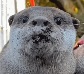 😮 otter, animal, cute, wildlife, mammal, nature telegram sticker