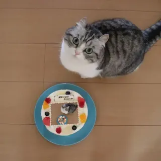 🍰 おめでとう
Happy Birthday Kinako cat, cake, birthday, japanese, cute, celebration whatsapp sticker