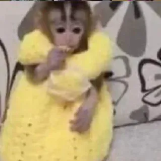 🐵 monyet, gaun kuning, hewan, lucu, primata telegram sticker