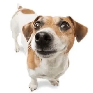 🙃 dog, animal, pet, cute, portrait telegram sticker