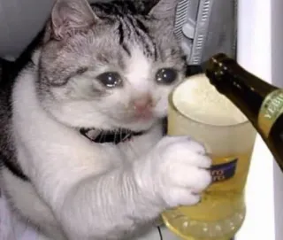 🥺 cat, drinking, sad, beer, animal, meme, party telegram sticker